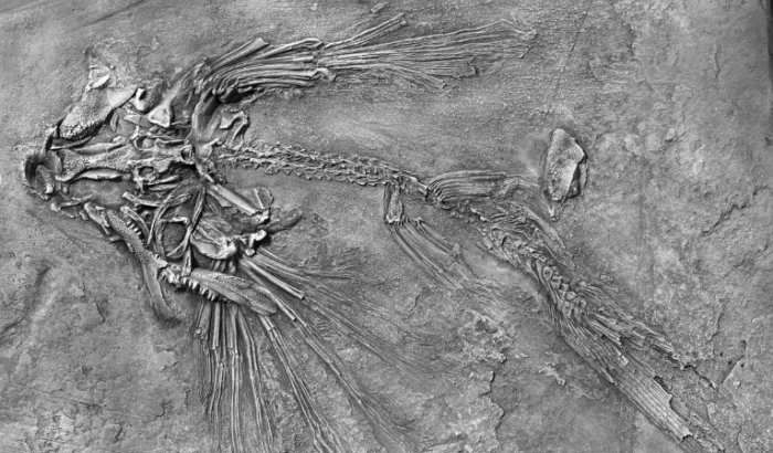 250 milyon yıllık uçan balık fosili bulundu