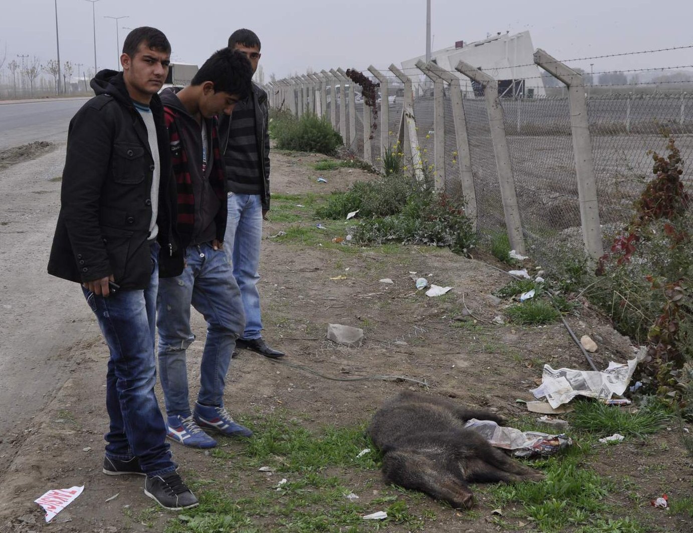 Kayseri&#039;de domuzlar şehre indi
