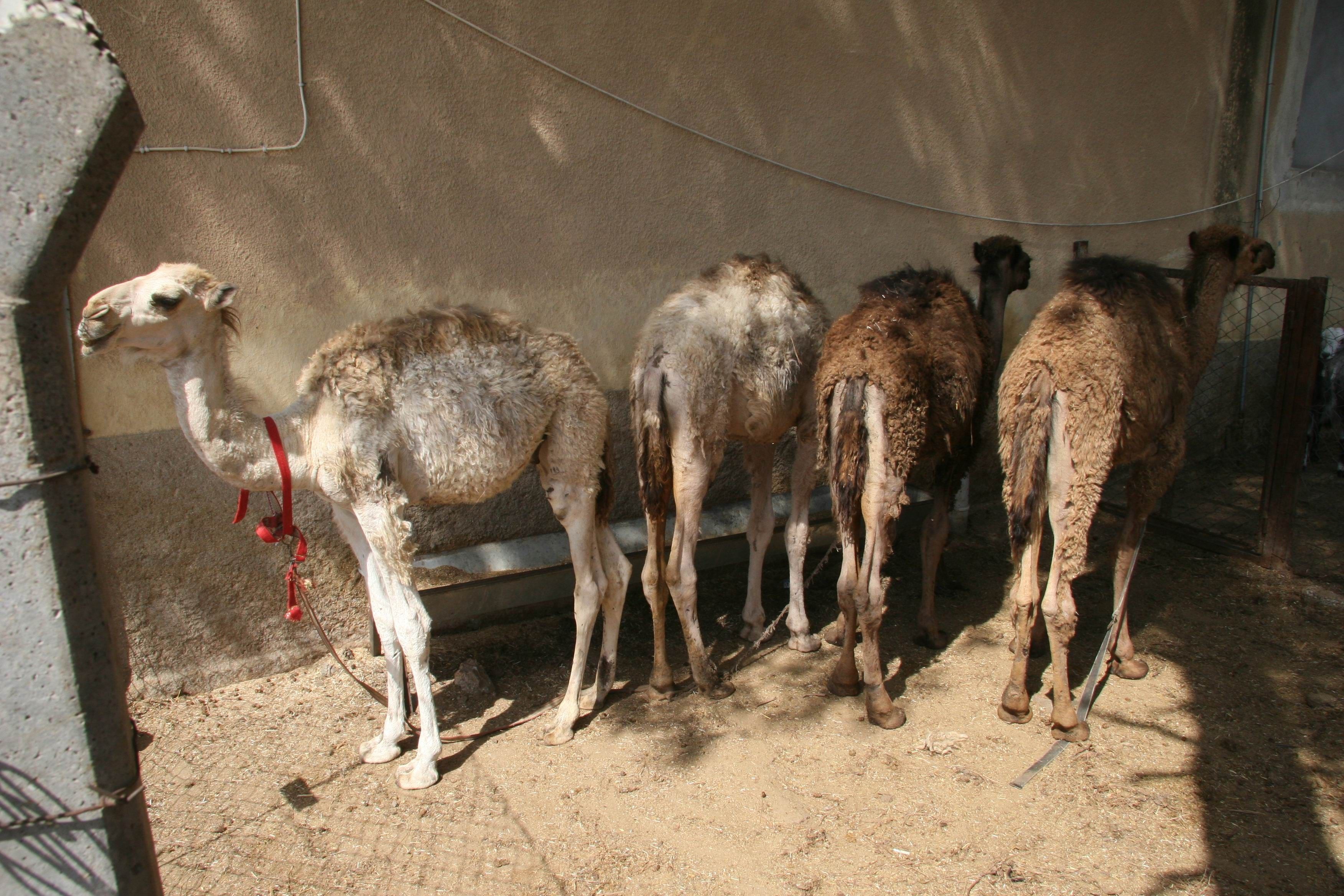 Çatışmadan ürken develer Türkiye&#039;ye kaçtı