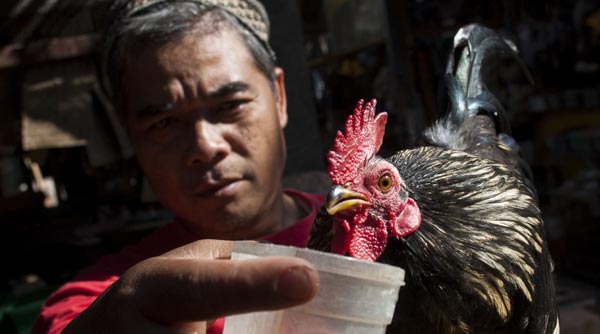 Endonezya&#039;da kuş gribinden bir kişi daha öldü