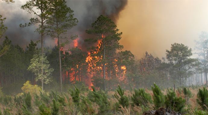 Sandıklı&#039;da orman yangını