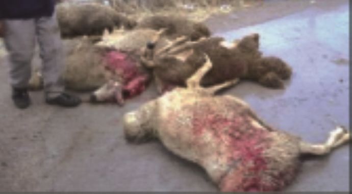 Hakkari&#039;de kurt sürüye saldırdı, 124 koyun telef oldu