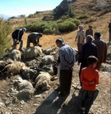 Kurbanlık koyunlar, kurtlardan kaçarken telef oldu