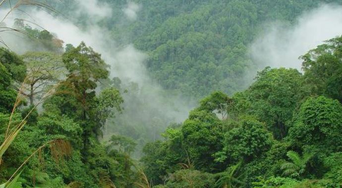 Amazon Havzası&#039;nda 400 milyar ağaç var