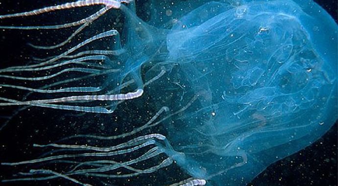 NASA uzayda 60 bin denizanası yetiştirmiş