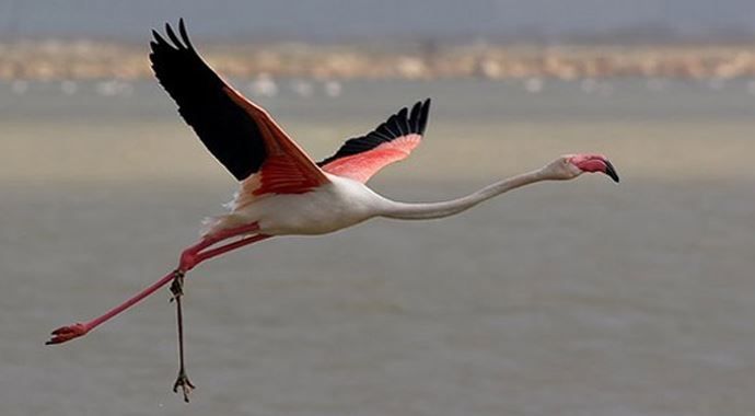 Ülkemizde flamingo göçü başladı
