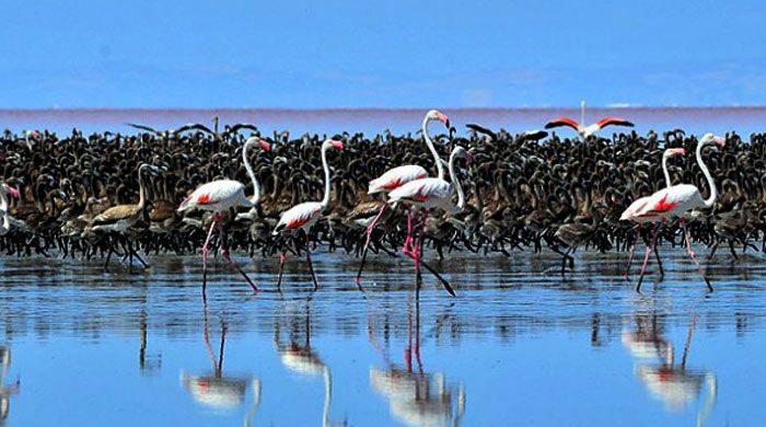 Dünyanın en büyük  flamingo kolonisi Tuz Gölü&#039;nde