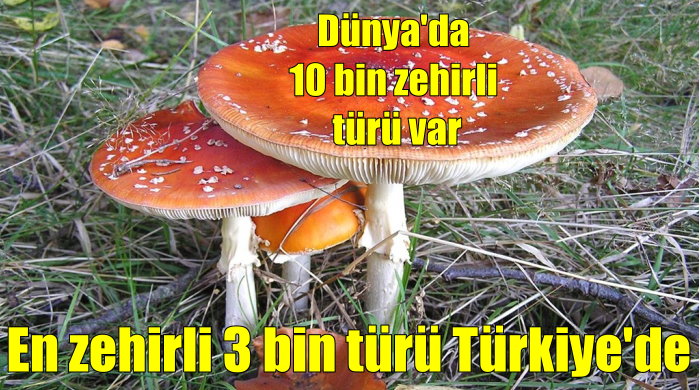 Türkiye&#039;de 3 bin zehirli mantar türü var 