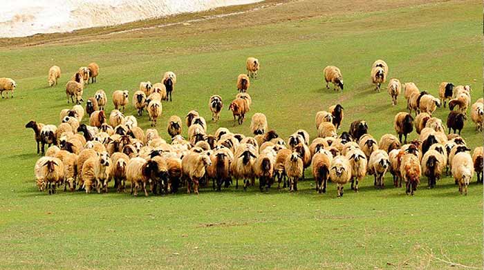 &#039;Elektronik Çoban&#039; çobanların işini yapacak 