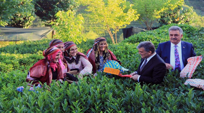 Abdullah Gül çay hasadında