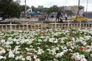 Taksim&#039;de her yere çiçek ekildi