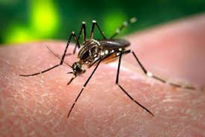 Sivrisinekler yüzünden 118 çocuk can verdi