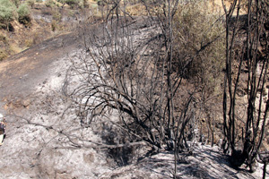 Aydın&#039;daki yangında 300 hektarlık alan kül oldu