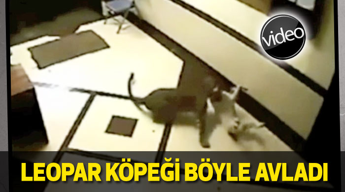 Apartmana giren leopar, köpeği böyle avladı