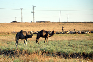 Suriye sınırında kaçak deve operasyonu