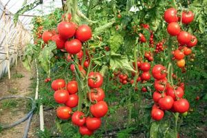 Rusya 90 ton domates ve 20 ton çileği geri gönderdi