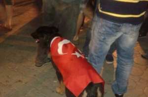 Köpeğin üzerine Türk bayrağı giydirmişler