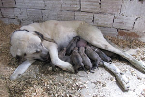 Kangal köpeği bir batımda 20 yavru doğurdu