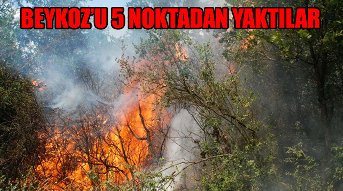 Beykoz&#039;u cayır cayır yaktılar