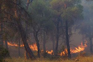 Antalya&#039;da ormanlık alanda yangın