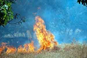 Balıkesir&#039;de orman yangını