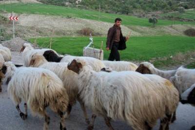 Çobanların evlilik sorunu Meclis&#039;e taşındı