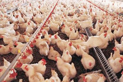 Tavuk yumurtası üretimi geçen yıla oranla yüzde 13,4 arttı