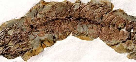 23 milyon yıllık kertenkele fosili bulundu
