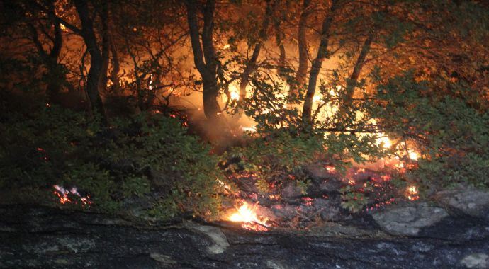 Konya&#039;da orman yangını
