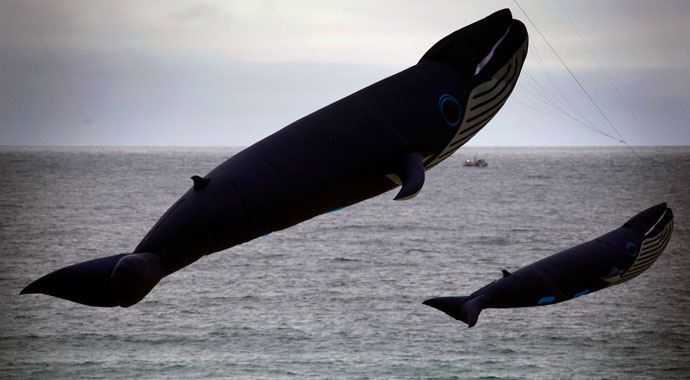 Avustralya sahillerinde uçan balinalar