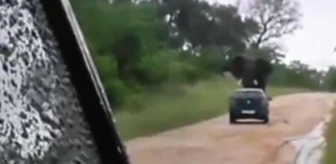 Kızgın fil, arabayı 40 metre sürükledi - İZLE