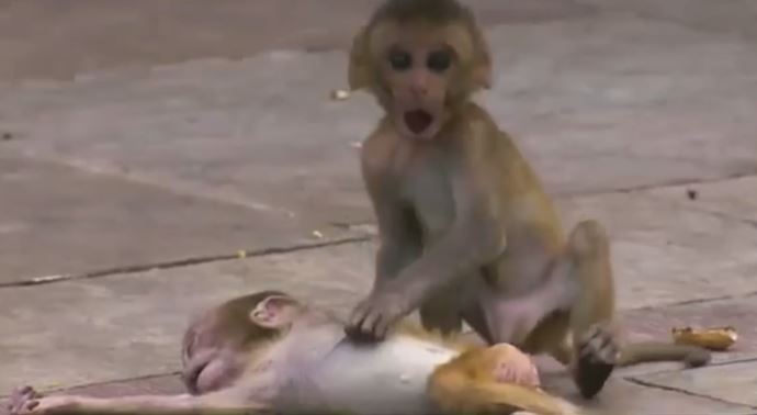 Ölen kardeşi için feryat eden maymun - VİDEO