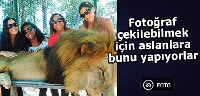 Aslanlarla selfie çekilebilmek için aslanlara bakın ne yapıyorlar