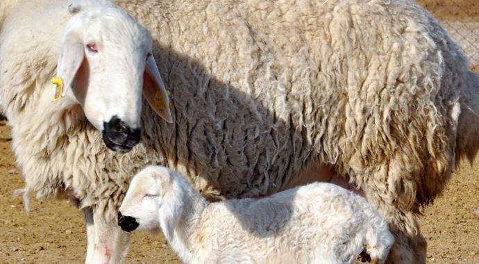 Sertifikalı çobanlara 5 bin lira destek