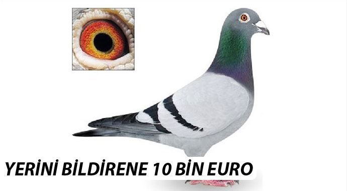 Bu güvercini  bulana 10 bin euro mükafat