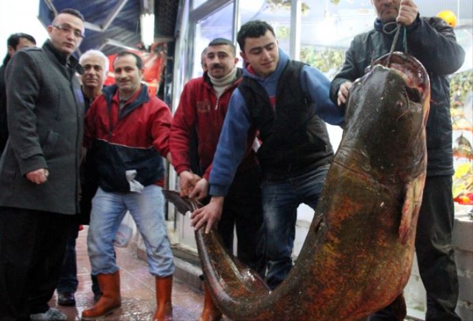 Sazan avında 210 kiloluk yayın balığı yakaladılar
