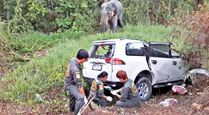 Yavru fil yola çıktı: 6 ölü