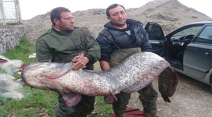 İznik Gölü&#039;nde dev yayın balığı yakalandı