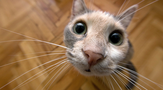 Dünyada ilk kez kediden insana bulaştı!