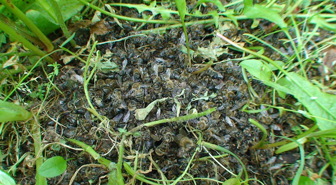 Bal arılarının toplu ölümü ürkütüyor