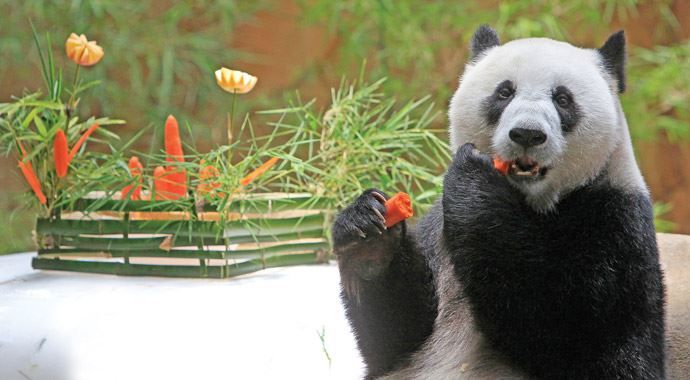 Üçkâğıtçı panda! Yemek yemek için hamile taklidi yapıyorlar