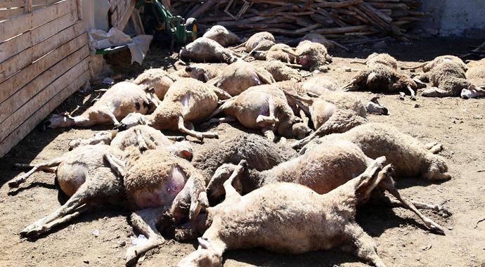 Sürüye kurt saldırdı, 91 koyun telef oldu