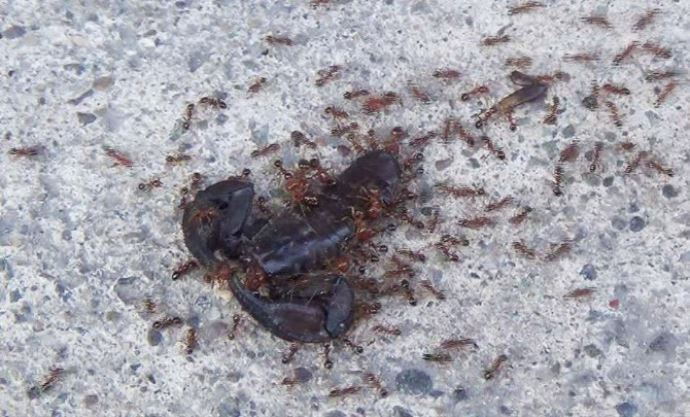Karıncalar akrebi böyle taşıdı