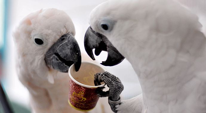 Kafein tiryakisi papağanlar