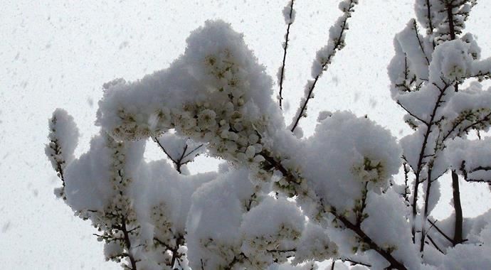 Bahar&#039;da çiçekler kar altında!