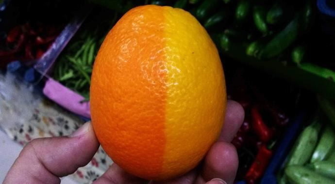 Yarısı limon, yarısı portakal