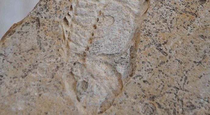 İnşaat kazısından 60 milyon yıllık fosiller çıktı