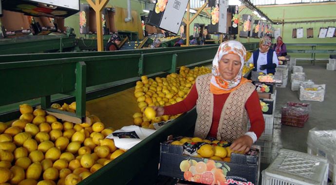 Irak&#039;a limon ihracatı