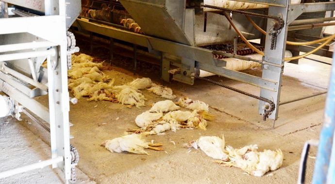 Karantina bölgesini aştı, 3 günde 1.5 milyon kanatlı  öldü