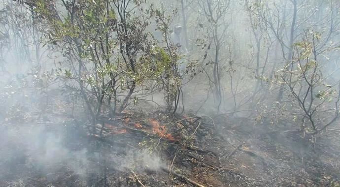 Tunceli&#039;deki orman yangınına TOMA müdahale etti